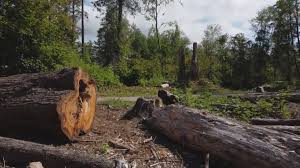 Best Tree Risk Assessment  in Clayton, GA