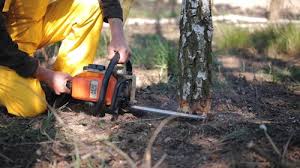 Best Lawn Renovation and Restoration  in Clayton, GA