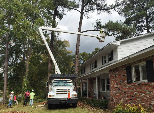 Pest Control for Lawns in Clayton, GA