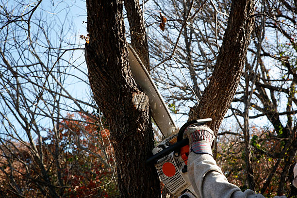 Best Stump Grinding and Removal  in Clayton, GA
