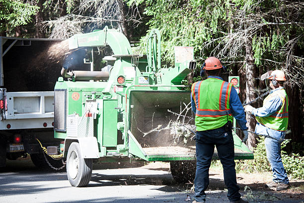 Best Utility Line Clearance  in Clayton, GA