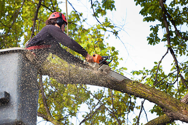 Best Aeration Services  in Clayton, GA