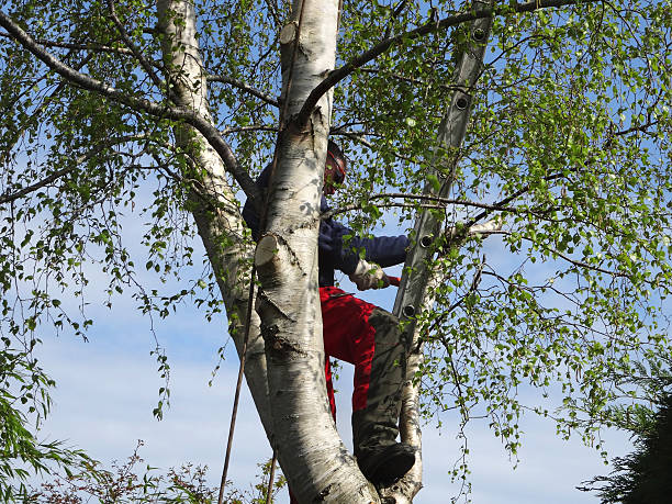 Best Tree Disease Treatment  in Clayton, GA