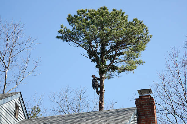 Best Firewood Processing and Delivery  in Clayton, GA