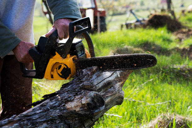 Best Tree and Shrub Care  in Clayton, GA
