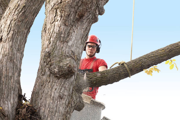 How Our Tree Care Process Works  in  Clayton, GA